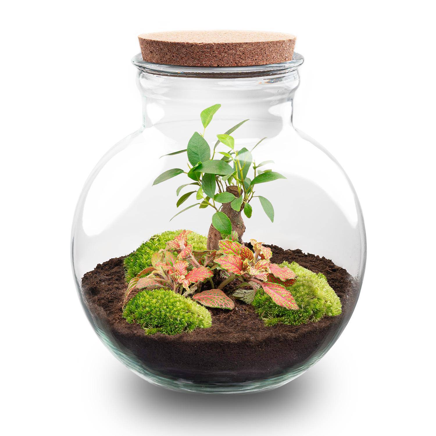 Terrarium à composer bouteille en verre recyclé - Ø25-H26cm - sans outils - Ficus Fittonia - Terrarium DIY - Image 1