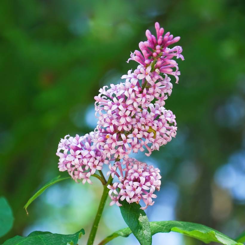 Lilas de Hongrie - Syringa josikaea Godet de 8/9 cm - Image 1