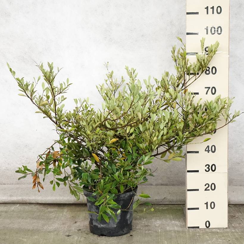 Promesse de Fleurs - Distylium (x) Blue Cascade Pot de 7,5L/10L - Image 2