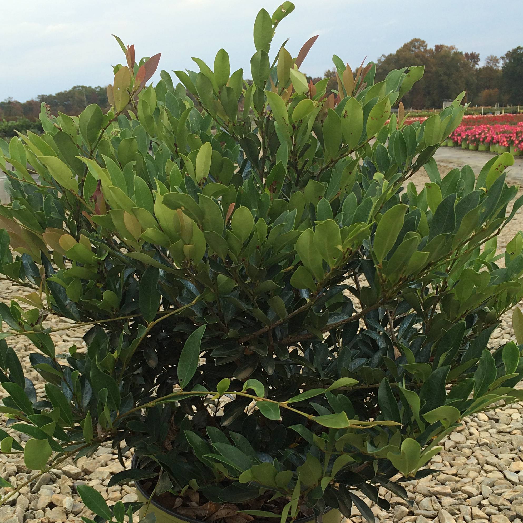Promesse de Fleurs - Distylium (x) Blue Cascade Pot de 7,5L/10L - Image 1