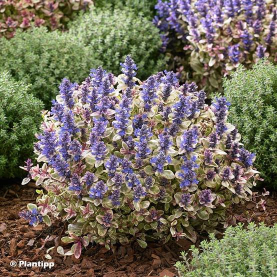 Promesse de Fleurs - Bugle rampante - Ajuga tenorii Princess Nadia Pot de 1,5L/2L