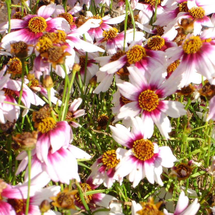 Promesse de Fleurs - Coreopsis rosea Sweet Dreams Godet de 8/9 cm