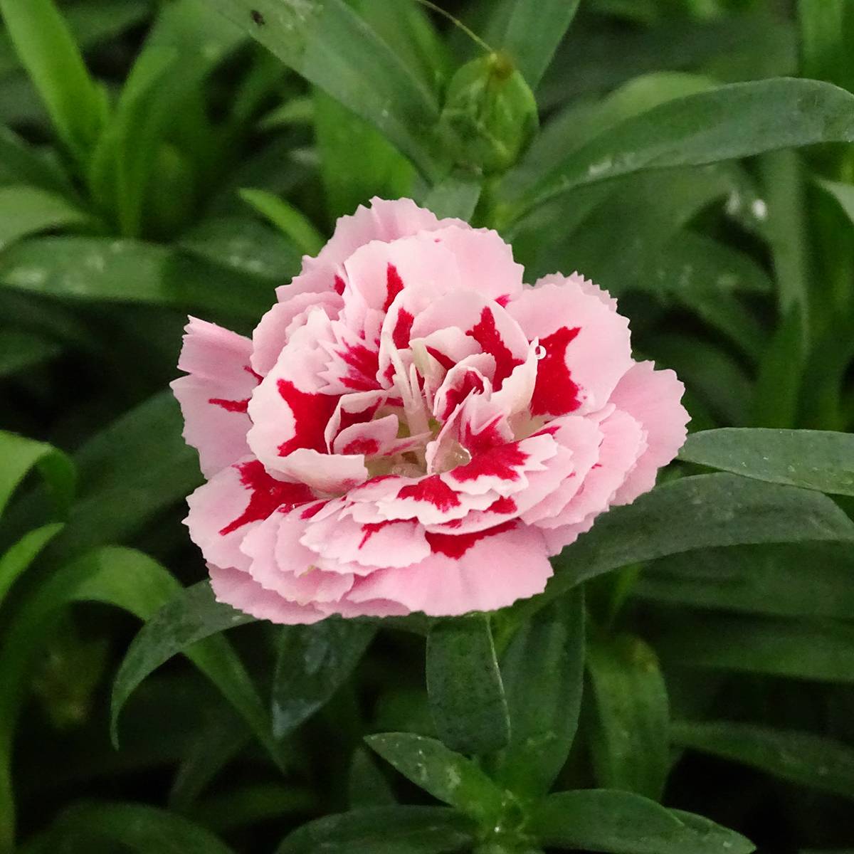 Promesse de Fleurs - Oeillet double vivace Sunflor Megan - Dianthus hybride Mini-motte Ø 1,5/2,5 cm (par 5)