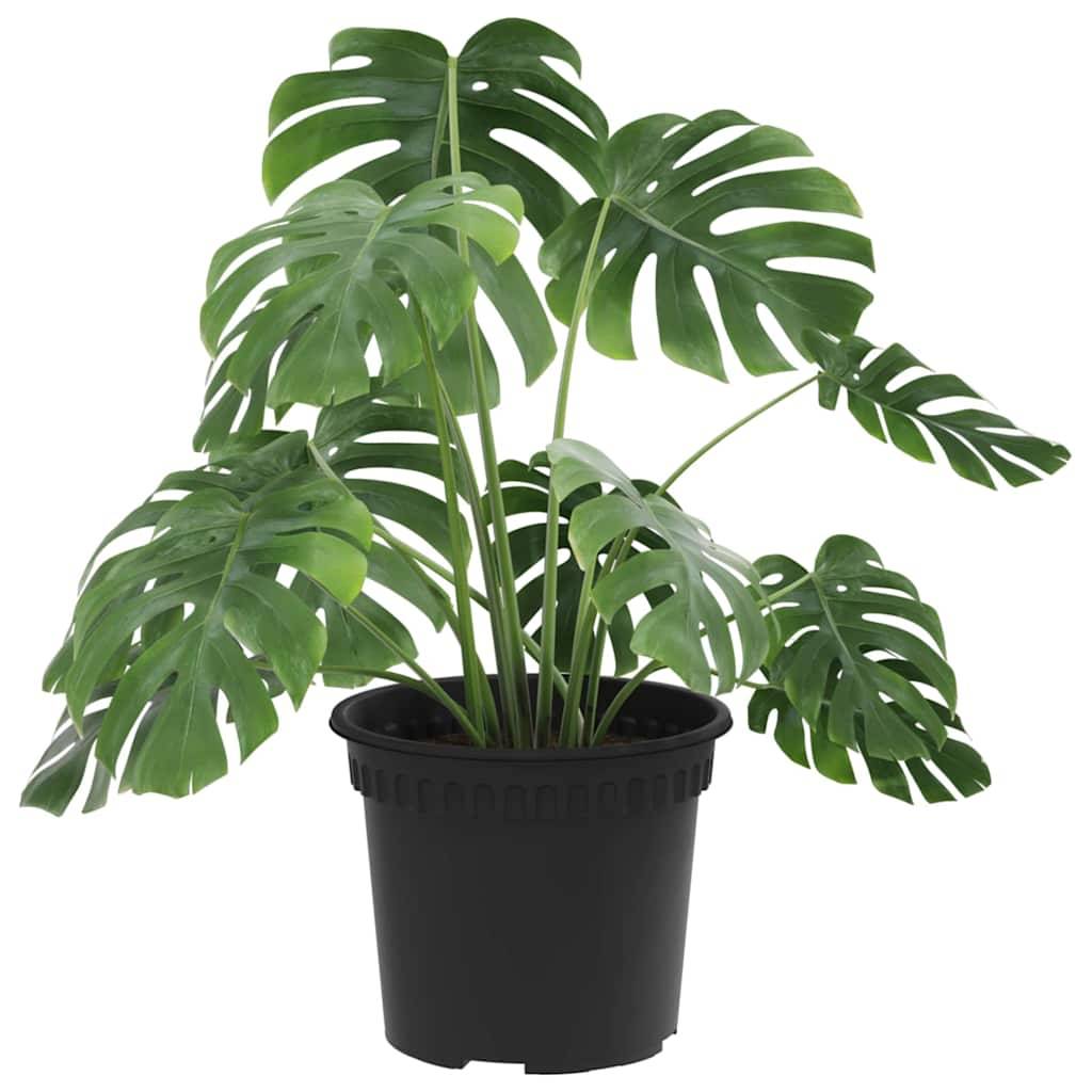 Lot 6 Pots de fleurs ronds plastique pour Intérieur Extérieur avec Drainage Ø 12,5 cm Noir - ComfortXL Outdoor Living - Image 3