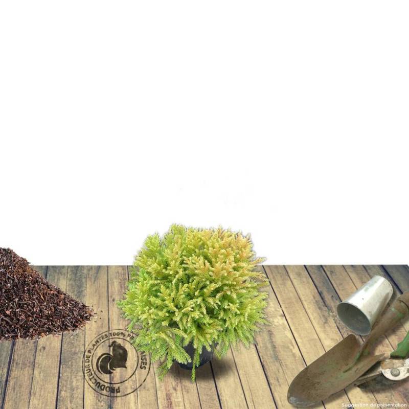 Cèdre du Japon Globosa Nana, Cryptomeria - Pot de 5L - 40/60 cm - Image 6