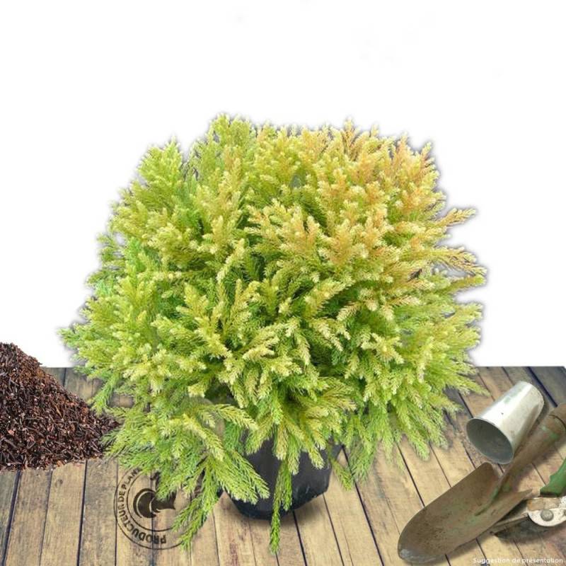 Cèdre du Japon Globosa Nana, Cryptomeria - Pot de 5L - 40/60 cm - Image 9