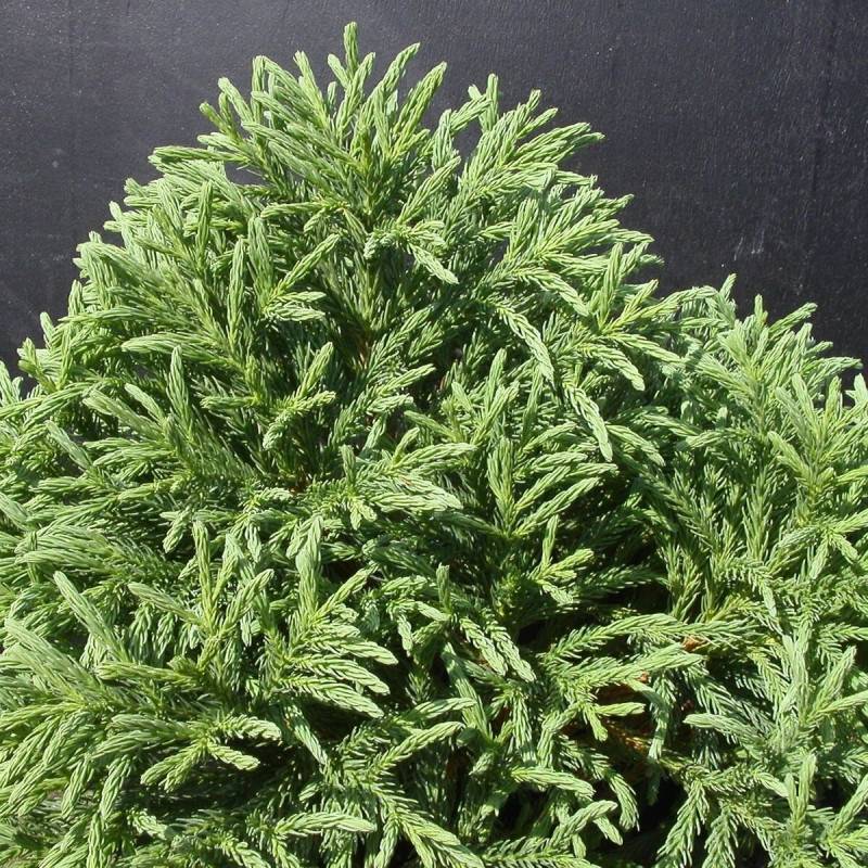 Cèdre du Japon Globosa Nana, Cryptomeria - Pot de 5L - 40/60 cm - Image 2