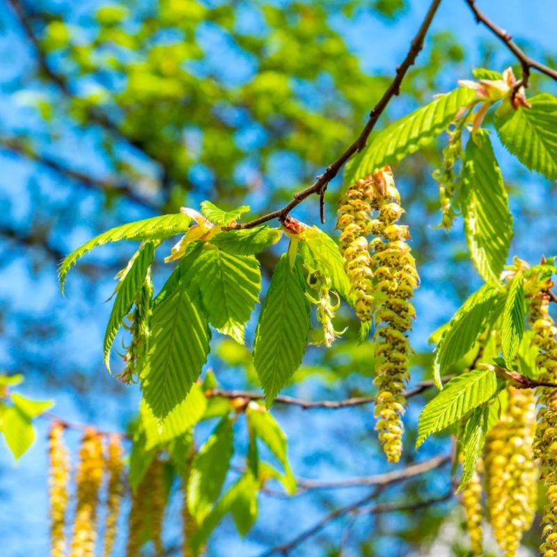 Bouleau Verruqueux (Betula Pendula) - Godet - Taille 20/40cm - Pépinières Naudet - Image 2