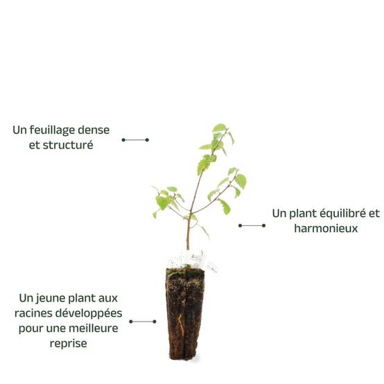 Bouleau Verruqueux (Betula Pendula) - Godet - Taille 20/40cm - Pépinières Naudet - Image 4