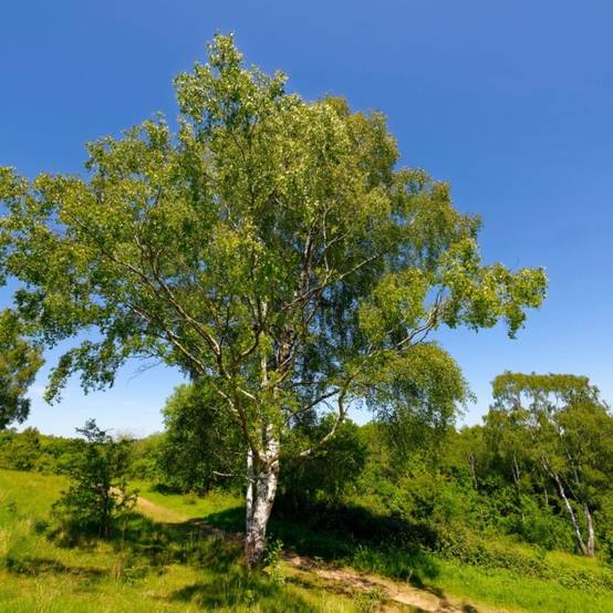 Bouleau Verruqueux (Betula Pendula) - Godet - Taille 20/40cm - Pépinières Naudet - Image 1