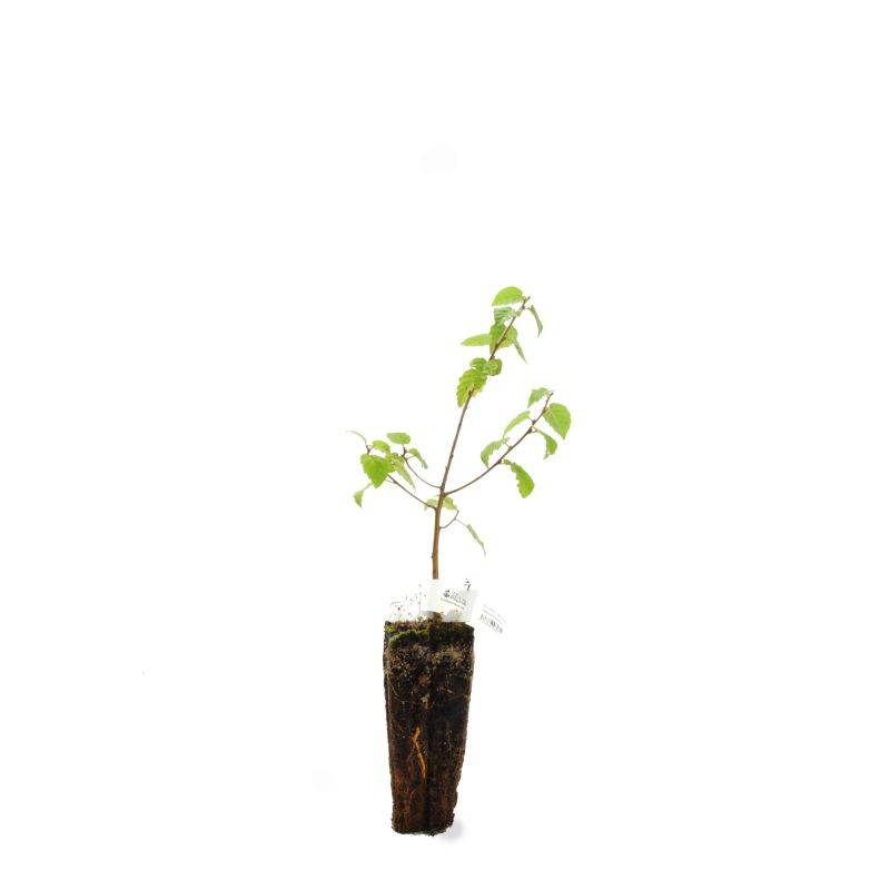 Bouleau Verruqueux (Betula Pendula) - Godet - Taille 20/40cm - Pépinières Naudet - Image 3