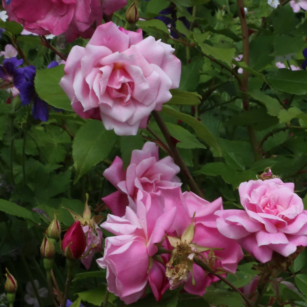 Promesse de Fleurs - Rosier ancien Old Blush Pot de 4L/5L