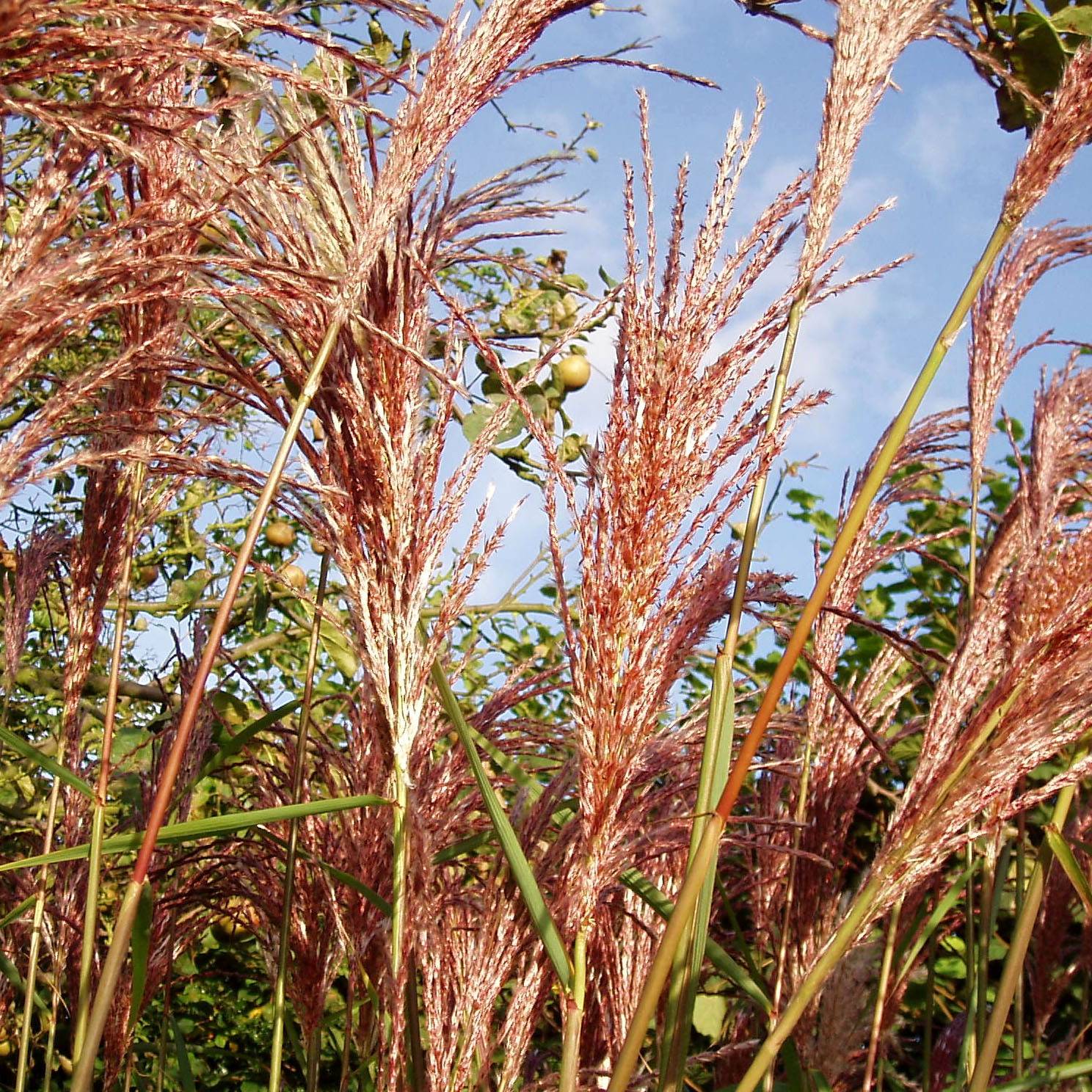 Miscanthus sinensis Sirene - Roseau de Chine Godet de 8/9 cm