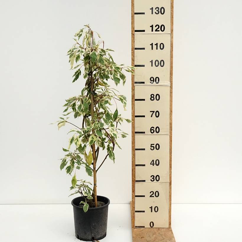 Promesse de Fleurs - Cornus controversa Variegata - Cornouiller des Pagodes panaché Pot de 7,5L/10L - Image 2