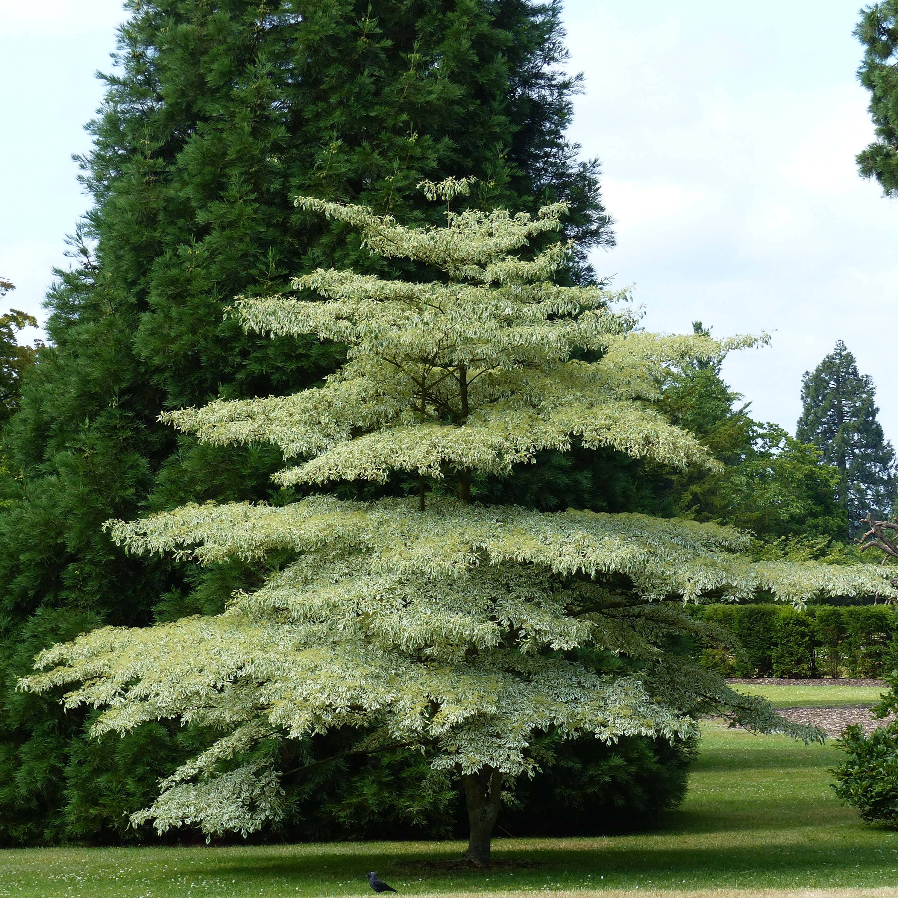 Promesse de Fleurs - Cornus controversa Variegata - Cornouiller des Pagodes panaché Pot de 7,5L/10L - Image 1
