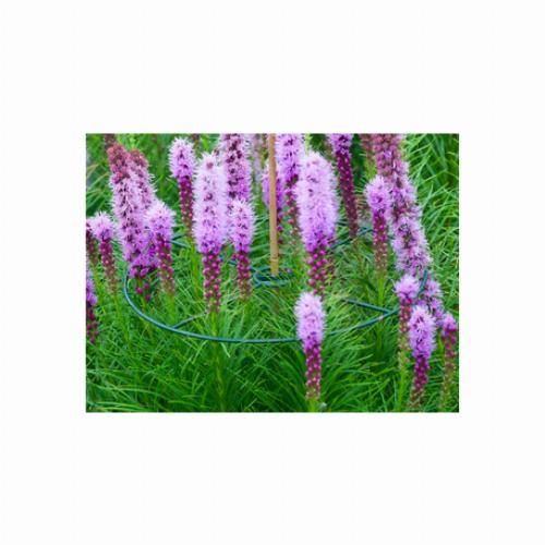 3 Anneaux de soutien à planter - 30cm - Image 2