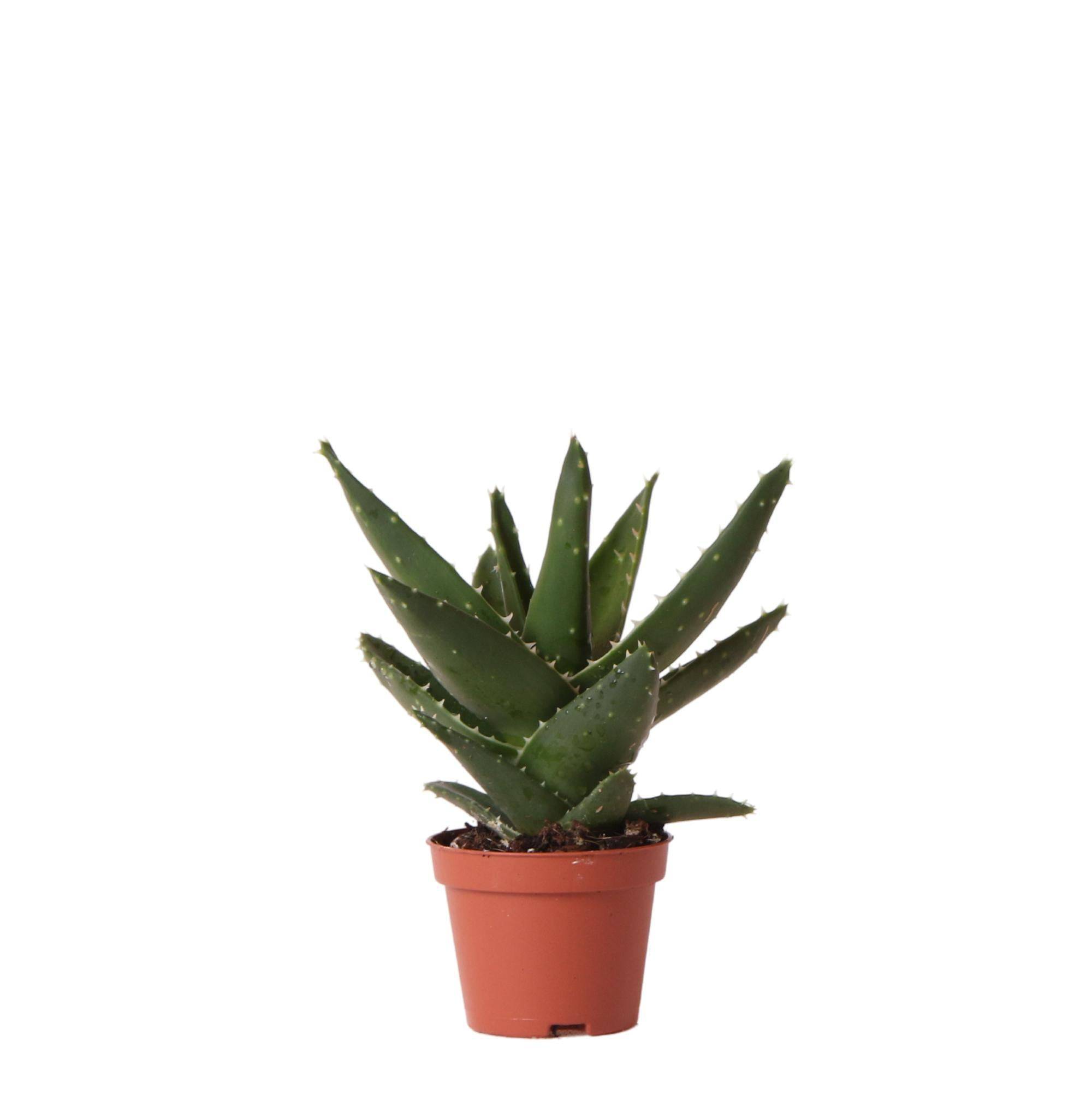 Aloë Brevifolia h14cm- La Green Touch - Image 1