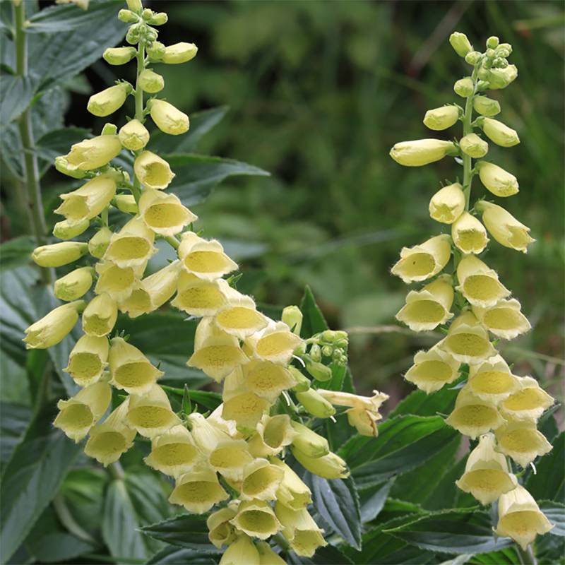Digitale à grandes fleurs - Digitalis grandiflora Godet de 8/9 cm
