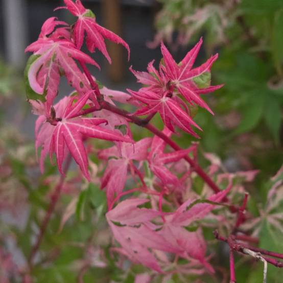 Érable du Japon Asahi-zuru, Acer palmatum - Pot de 3L - 40/60 cm - Image 2