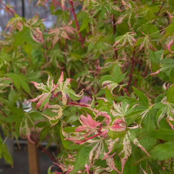 Érable du Japon Asahi-zuru, Acer palmatum - Pot de 3L - 40/60 cm - Image 4