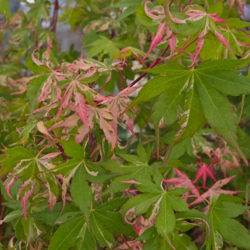 Érable du Japon Asahi-zuru, Acer palmatum - Pot de 3L - 40/60 cm - Image 3