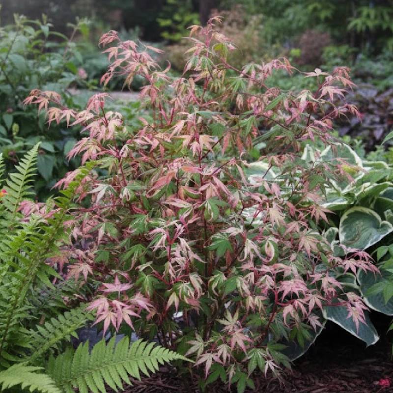 Érable du Japon Asahi-zuru, Acer palmatum - Pot de 3L - 40/60 cm - Image 7