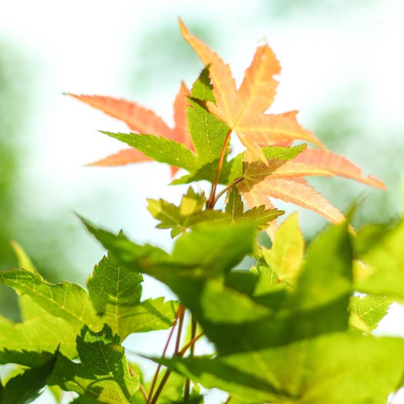 Érable du Japon Asahi-zuru, Acer palmatum - Pot de 3L - 40/60 cm - Image 1