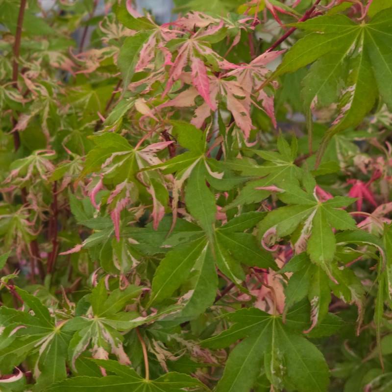 Érable du Japon Asahi-zuru, Acer palmatum - Pot de 3L - 40/60 cm - Image 5