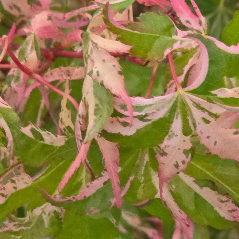 Érable du Japon Asahi-zuru, Acer palmatum - Pot de 3L - 40/60 cm - Image 6
