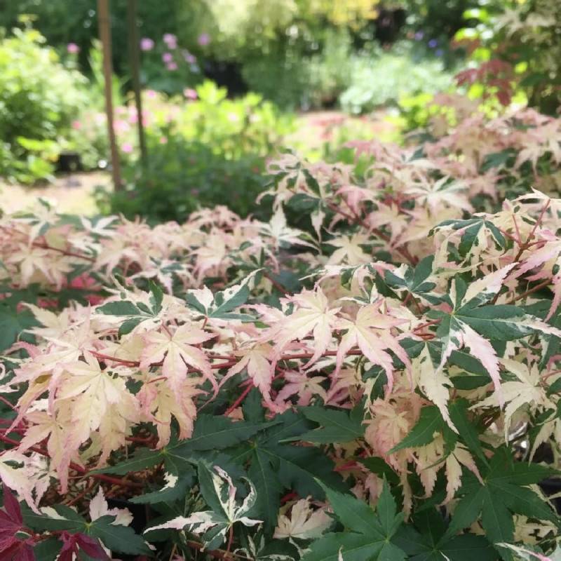 Érable du Japon Asahi-zuru, Acer palmatum - Pot de 3L - 40/60 cm - Image 8