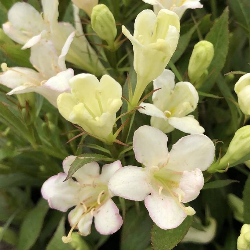Promesse de Fleurs - Weigela Picobella Bianco Pot de 7,5L/10L