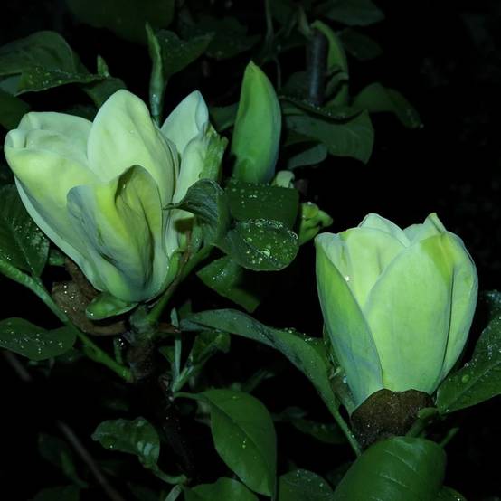 Magnolia Blue Opal à fleurs Jaune - feuillage Caduc - Pot de 5L - Touffe- hauteur à maturité De 3,00 m à 5,00 m - Image 1