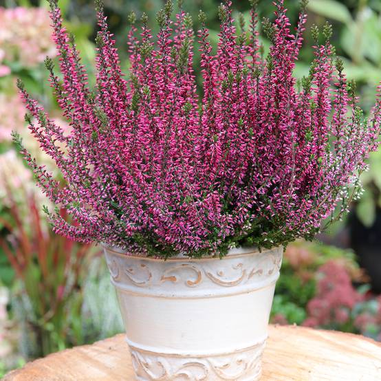Bruyère d'été - Calluna Garden Girls Amethyst Pot de 1L/1,5L