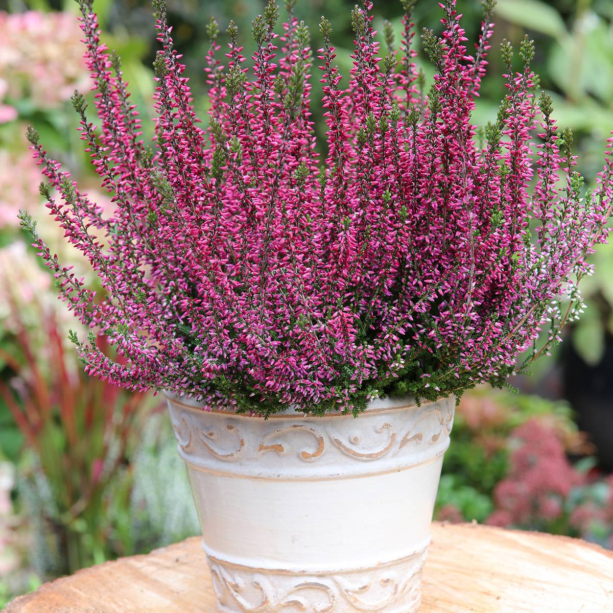 Bruyère d'été - Calluna Garden Girls Amethyst Pot de 1L/1,5L