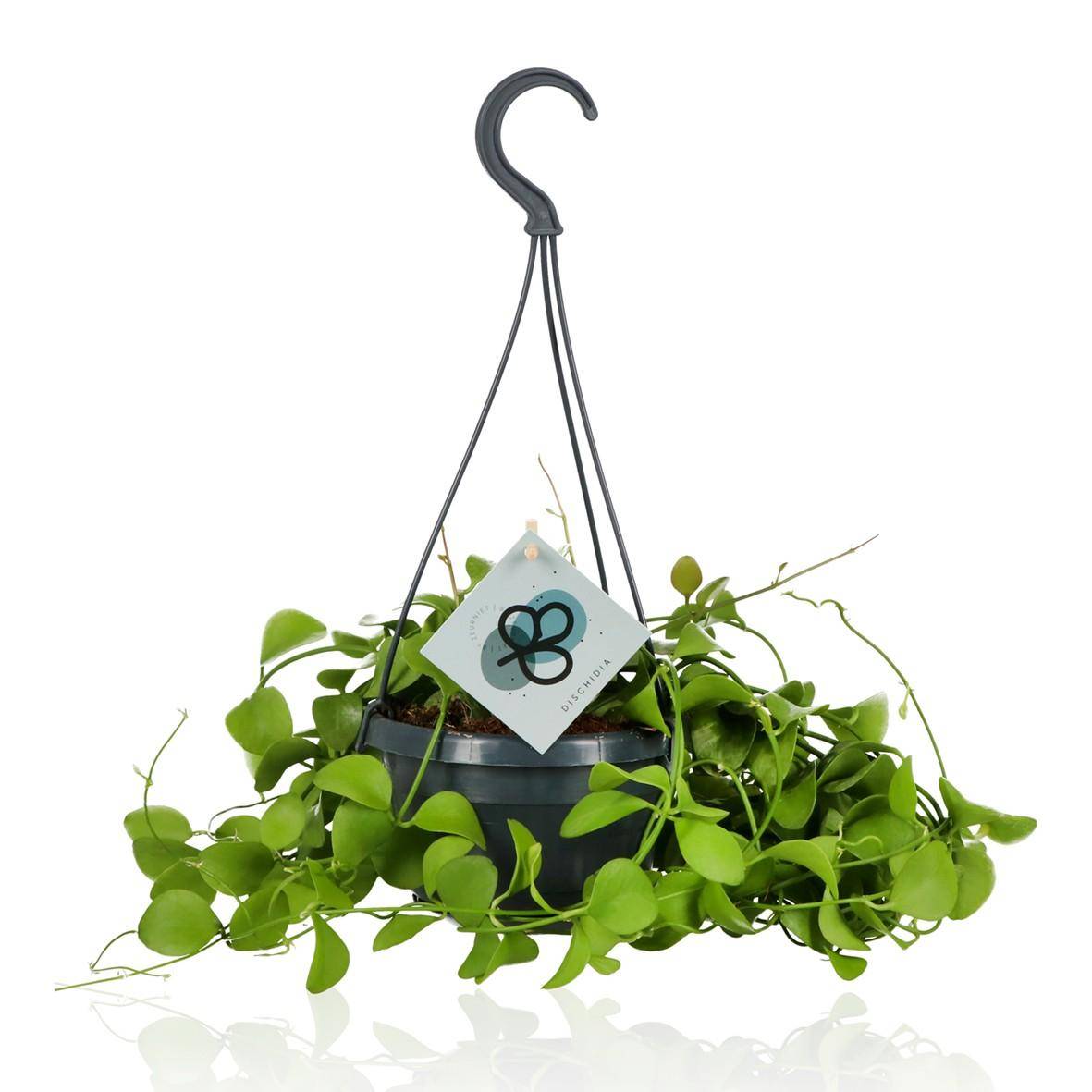 Dischidia Imbricata 40cm - Plante d'intérieur- La Green Touch - Image 1