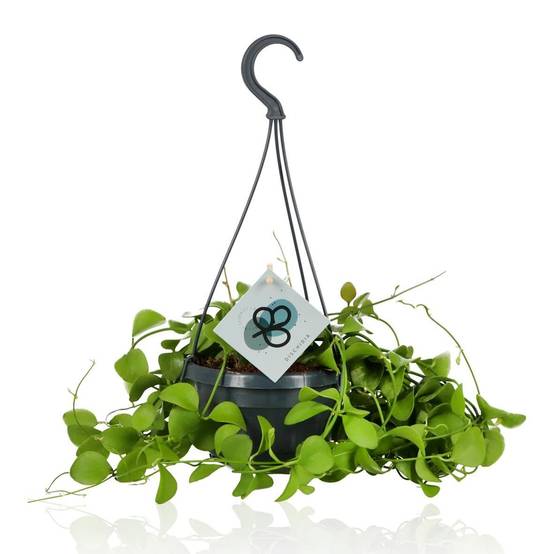 Dischidia Imbricata 40cm - Plante d'intérieur- La Green Touch - Image 2