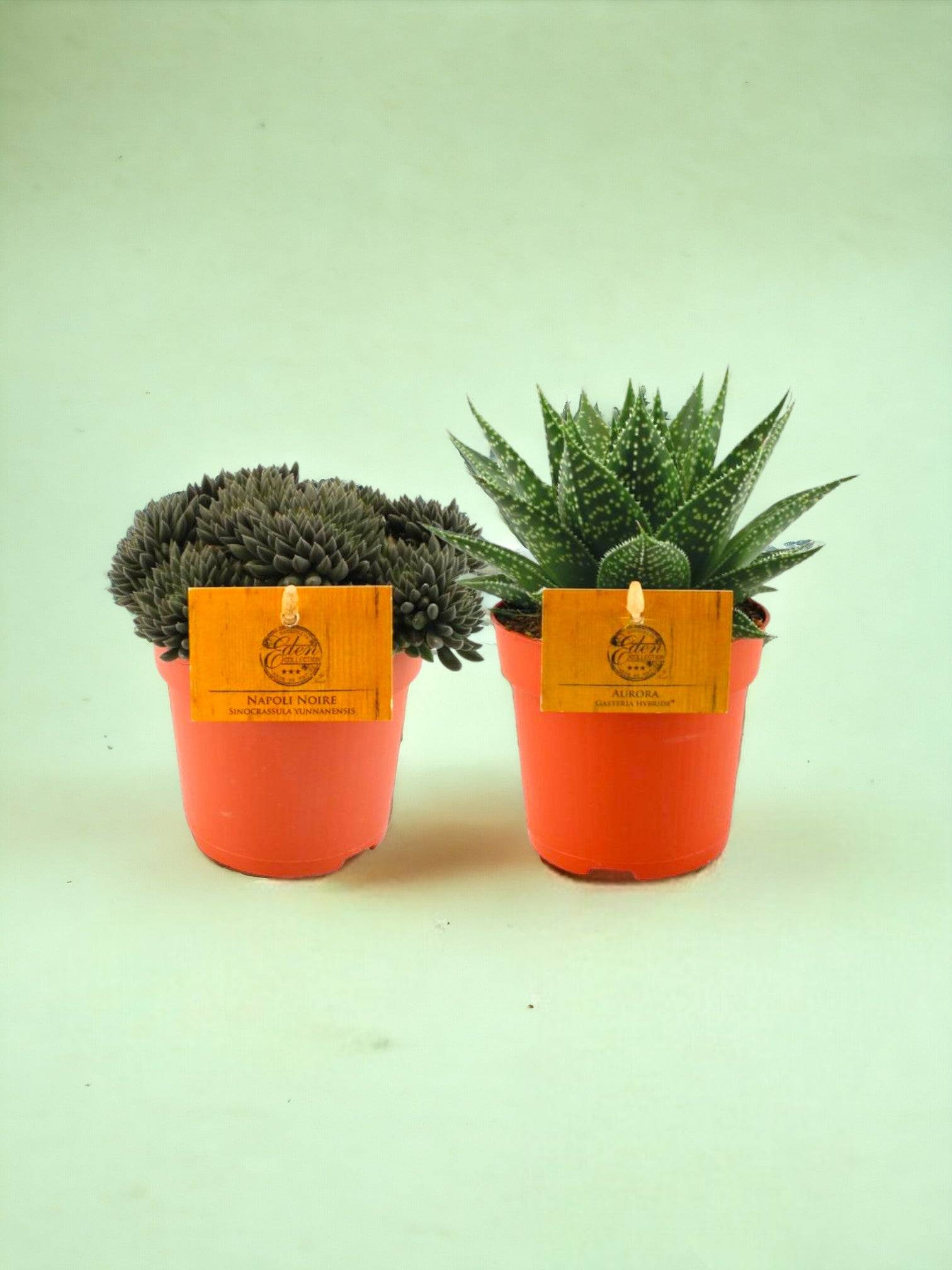 Box - Duo- La Green Touch - Image 1