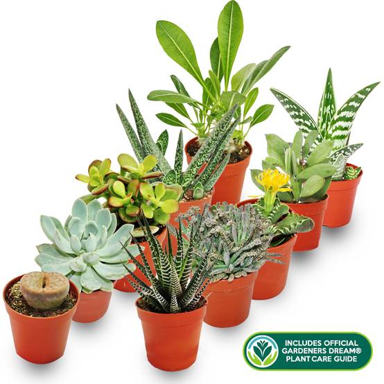 Gardenersdream - Melange De 10 Succulentes Differentes + Le Guide Parfait De L'Amateur De Plantes - GardenersDream - Image 2