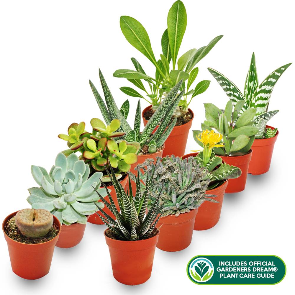 Gardenersdream - Melange De 10 Succulentes Differentes + Le Guide Parfait De L'Amateur De Plantes - GardenersDream - Image 2