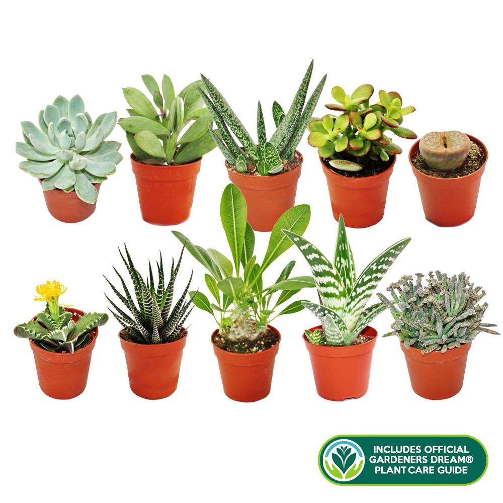 Gardenersdream - Melange De 10 Succulentes Differentes + Le Guide Parfait De L'Amateur De Plantes - GardenersDream - Image 1