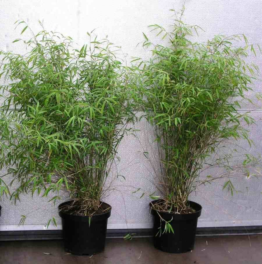 Sans Marque - Fargesia angustissima (Bambou non traçant) Taille:Pot 5 Litres - 30/50cm - 6/9 cannes