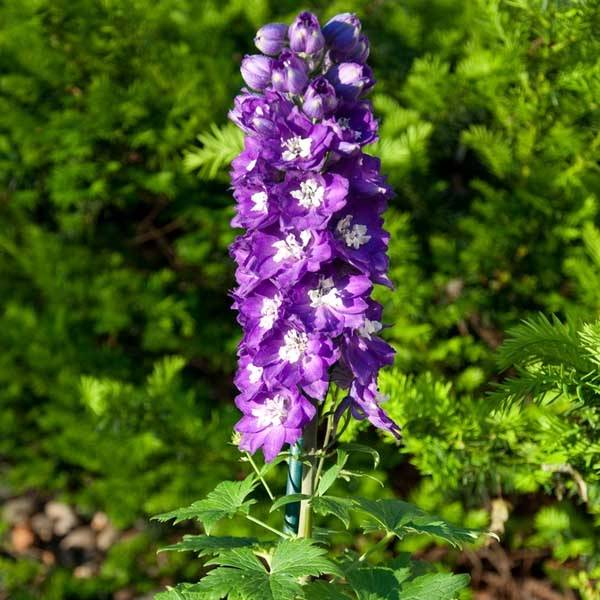 Delphinium Pacific King Arthur - Pied d'Alouette vivace Godet de 7/8 cm