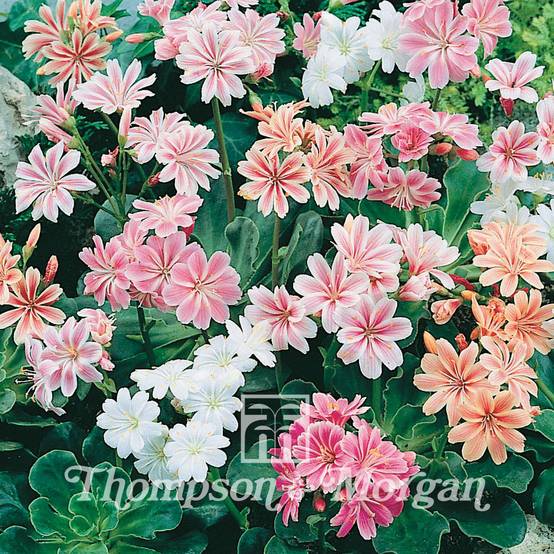 Promesse de Fleurs - Graines de Lewisia cotyledon Galaxy Mixed (sunset strain) - Lewisia en mélange le sachet de 30 graines environ