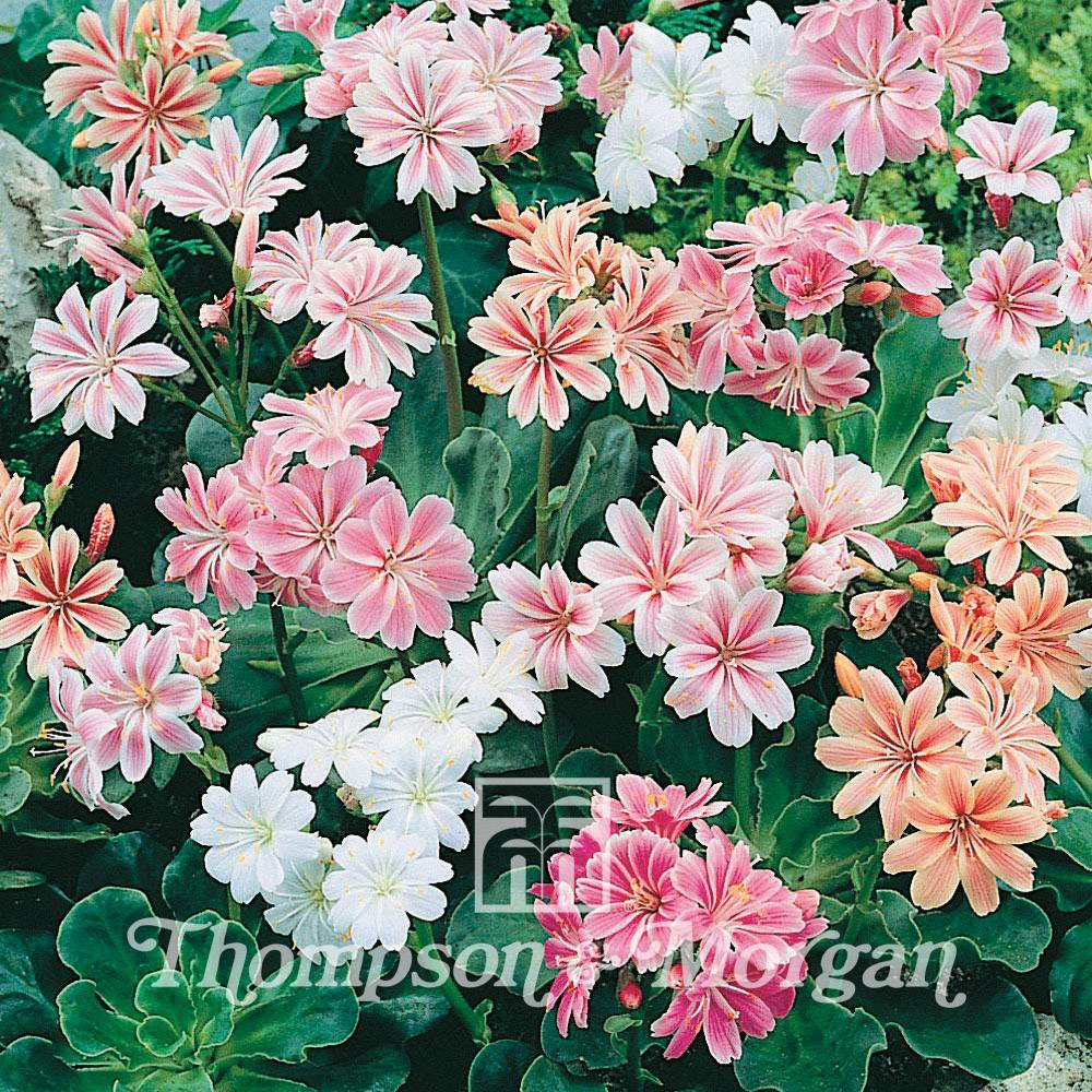 Promesse de Fleurs - Graines de Lewisia cotyledon Galaxy Mixed (sunset strain) - Lewisia en mélange le sachet de 30 graines environ