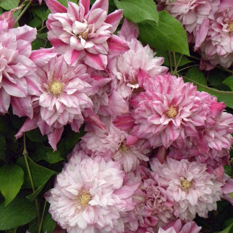 Clématite Patricia Ann Fretwell® 'Pafar' à fleurs Rose - feuillage Caduc - Pot de 3L - Echelle bambou 60/120 cm-  hauteur à maturité De 2,00 m à 2,50 - Image 5