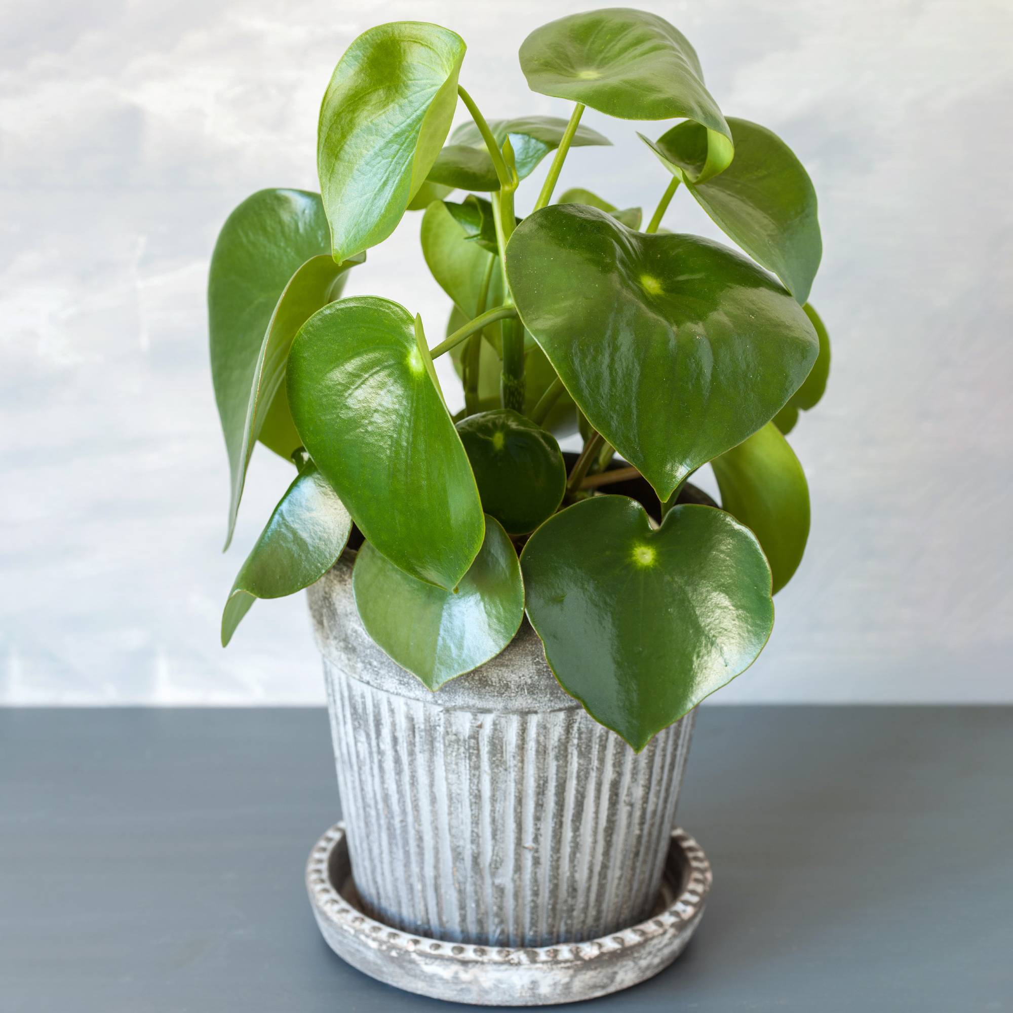 Gardenersdream - Petite Peperomia Polybotrya 'Raindrop' | Plante D’Intérieur  - GardenersDream - Image 1