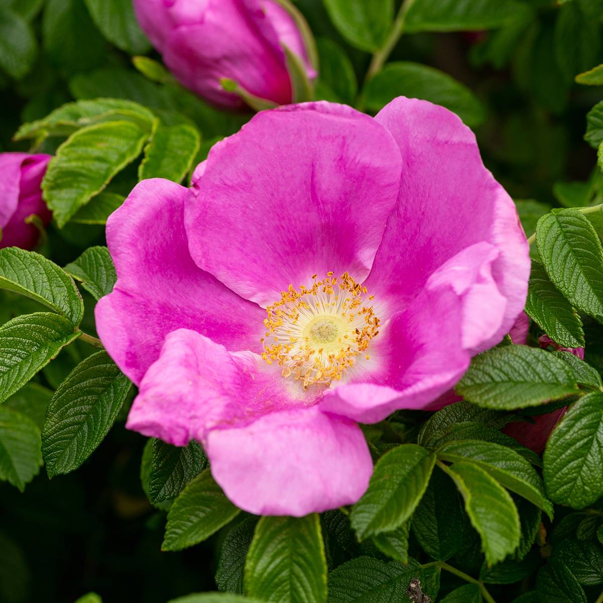 Rosier rugosa Jam-a-licious Pot de 4L/5L