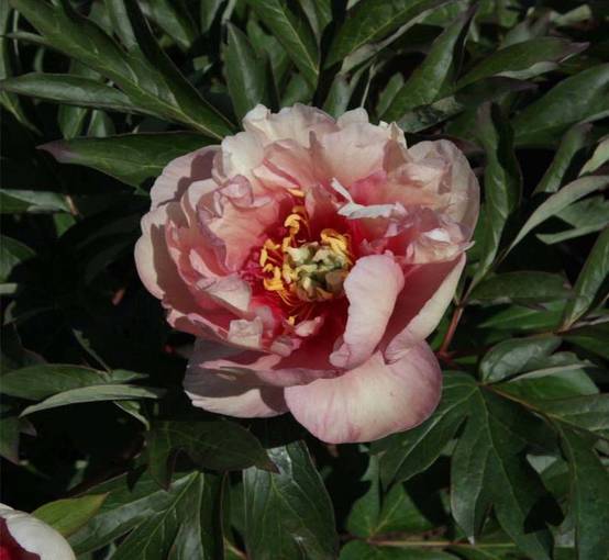 Promesse de Fleurs - Pivoine Itoh Canary Brillant Souche 3/5 yeux