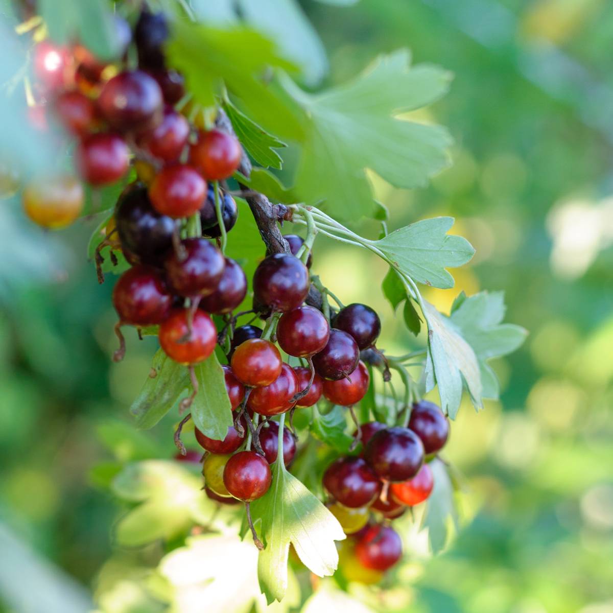 Casseiller Jostaberry - Ribes x nidigrolaria Pot de 1,5L/2L, Buisson