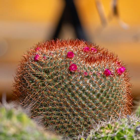Cactus - Mammillaria ernestii var. rubrispina Pot de 4L/5L, 16/18 diamètre